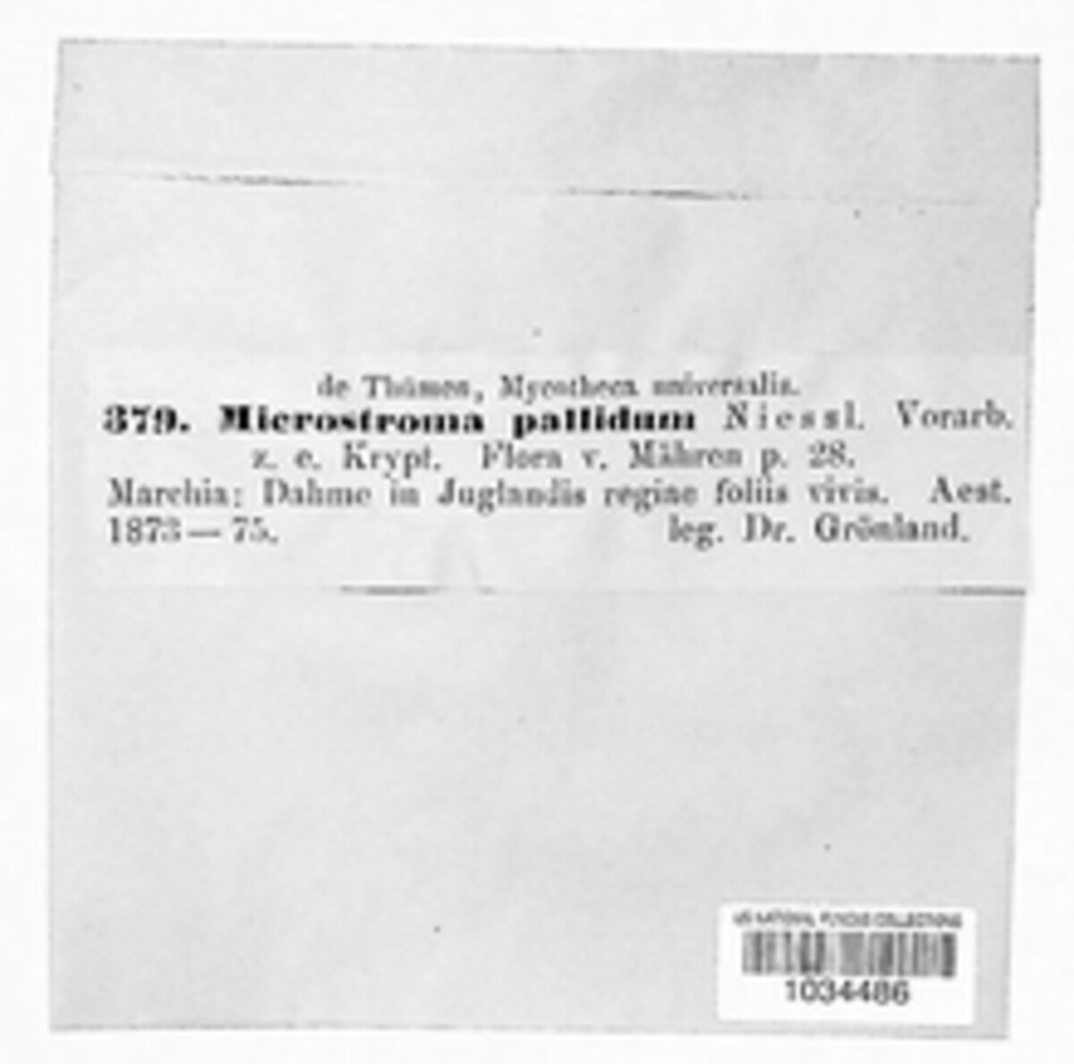 Pseudomicrostroma juglandis image
